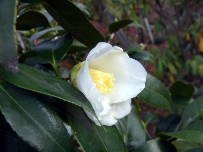 画像1: シロワビスケ　白侘助（苗木の生産販売）