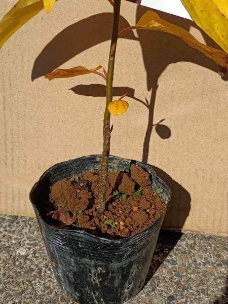 画像4: クロモジ　黒文字　（苗木の生産販売） (4)