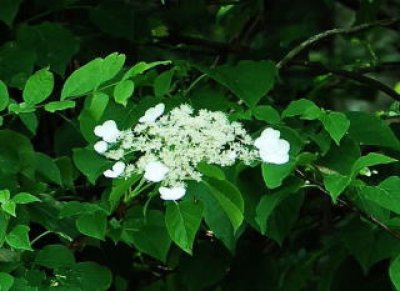 画像1: ツルアジサイ (苗木の生産販売)