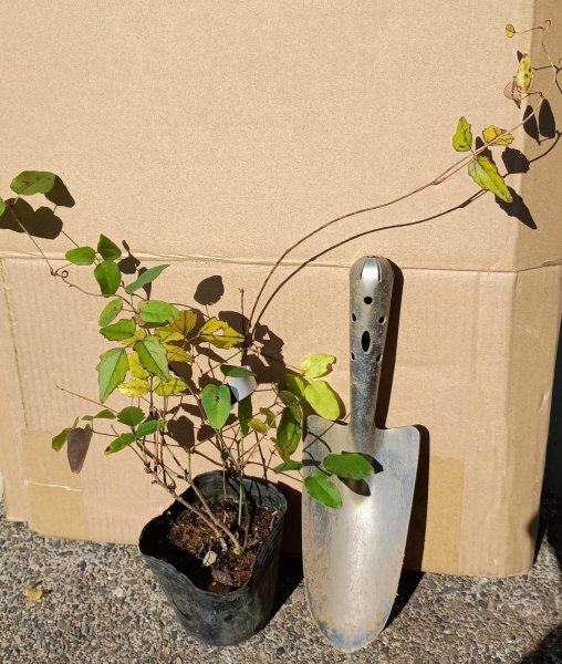 画像2: ミツバアケビ（苗木の生産販売） (2)