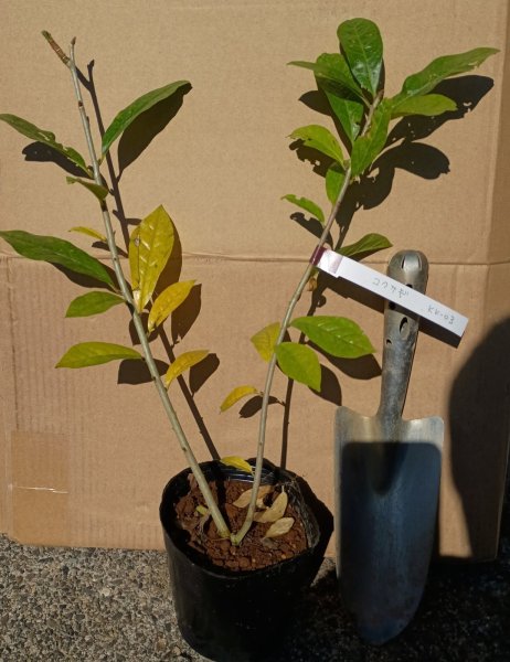 画像2: コクサギ・株立ち（苗木の生産販売） (2)