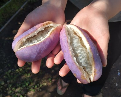 画像1: ミツバアケビ(苗木の生産販売)