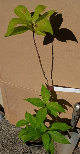 画像3: アマチャ　甘茶　（苗木の生産販売） (3)