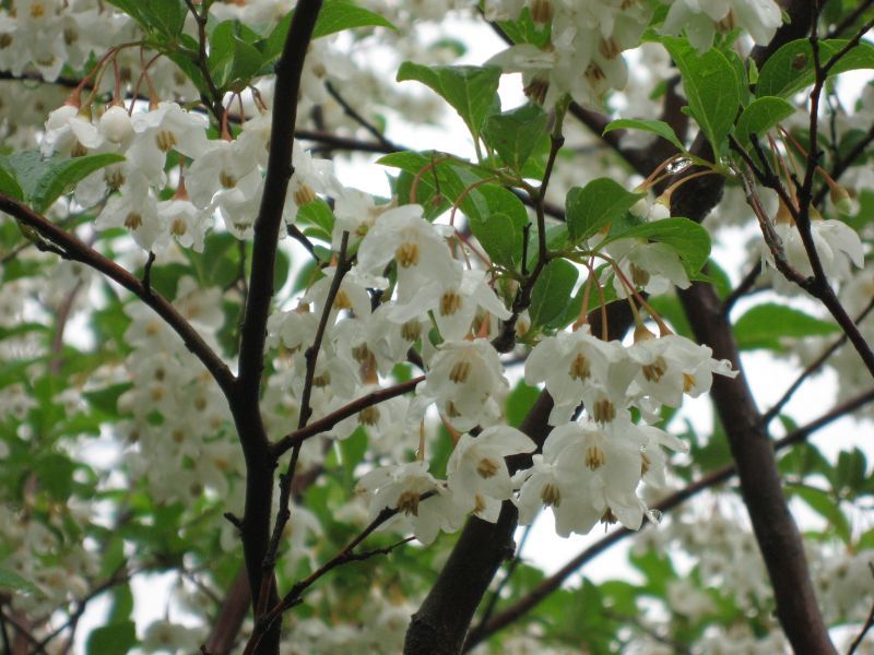 エゴノキ株立ち 苗木 植木 花木の生産販売 通信販売 通販